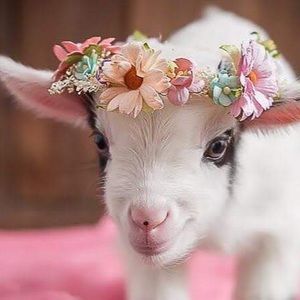 Meet your Posher, Maddie